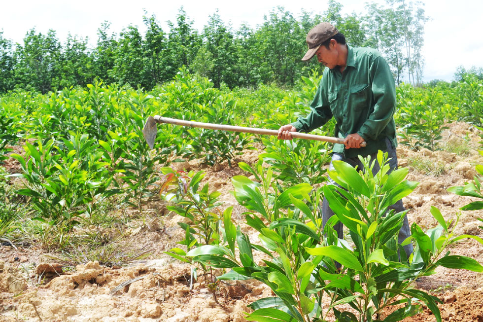 Ngoài trồng cao su, anh Hoàng còn trồng 8ha rừng keo, mỗi năm cho thu nhập tới cả trăm triệu đồng