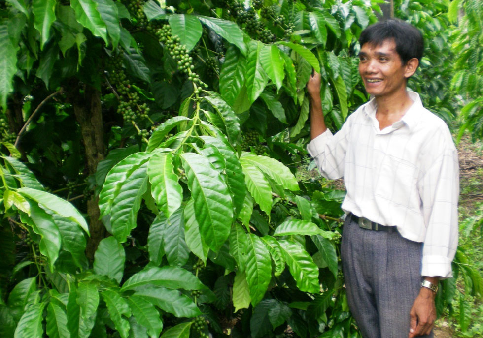 Vay được 20 triệu đồng từ chương trình giải quyết việc làm, gia đình anh Bo Bo Tới, dân tộc Raglai ở xã Sơn Lâm, huyện Khánh Sơn đã đầu tư trồng cây cà phê vươn lên làm giàu chính đáng
