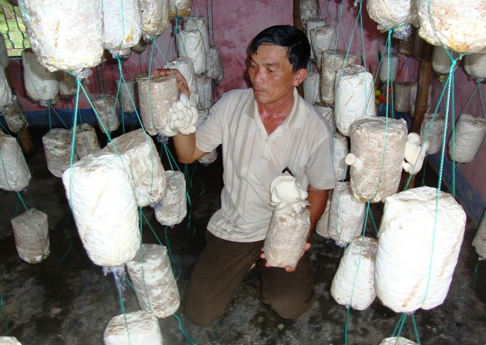 Vay vốn đầu tư trồng nấm, cuộc sống gia đình anh Lê Văn Hoàng ở thị xã Ninh Hòa nay đã thoát nghèo