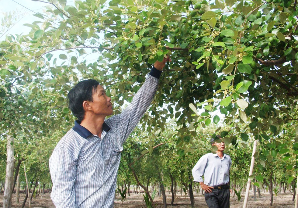 Nhờ mạnh dạn đưa cây táo Thái Lan về trồng bằng chính nguồn vốn vay ưu đãi, giờ đây khu vườn của anh Lâm Quang Khoa ở TP. Cam Ranh đã cho thu nhập ổn định