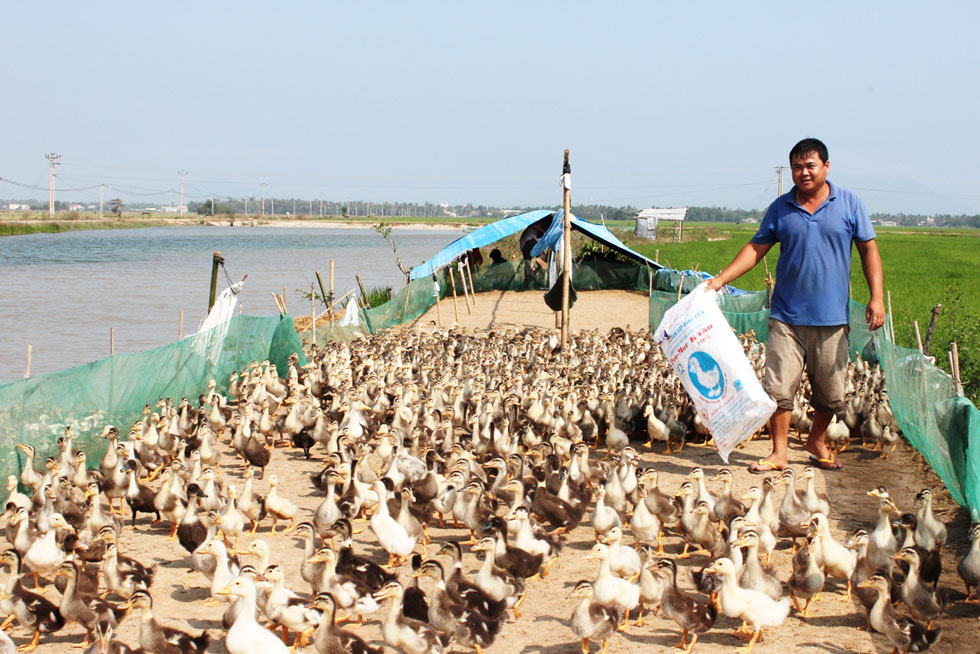 Nguồn vốn vay giải quyết việc làm cũng đã giúp cho gia đình anh Huỳnh Nông ở xã Vạn Phú, huyện Vạn Ninh đầu tư chuyển đổi kinh tế nông nghiệp, cải tạo ao nuôi cá, vịt đẻ
