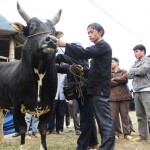 Vốn ưu đãi đã giúp nhiều gia đình phát triển nghề chăn nuôi bò ở huyện miền núi cao Hà Quảng