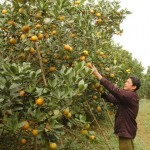 Cam Cao Phong - cây đặc sản cho hiệu quả kinh tế cao, giúp bà con thoát nghèo bền vững