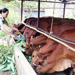 Từ nguồn vốn ưu đãi nhiều hội viên phụ nữ nghèo đã đầu tư chăn nuôi bò thịt, mang lại hiệu quả kinh tế cao