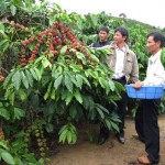 Cây cà phê - cây làm giàu trên mảnh đất cao nguyên