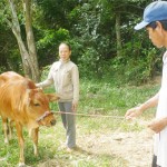 Vốn vay ưu đãi đã giúp gia đình chị Nguyễn Thị Chí ở xã Tam Phước đầu tư nuôi bò lai sind mang lại thu nhập cao