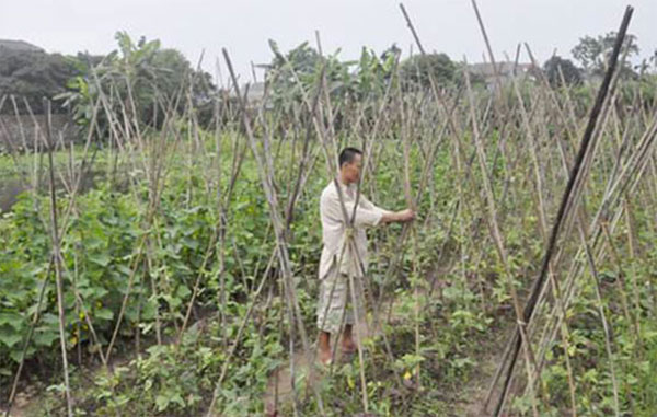 Được NHCSXH cho vay vốn đầu tư trồng rau sạch, nhiều hộ dân ở huyện Cẩm Khê đã vươn lên thoát nghèo Ảnh: Minh Châu
