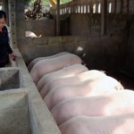 Người dân xã Tràng Phái phát triển đàn lợn thịt từ nguồn vốn vay