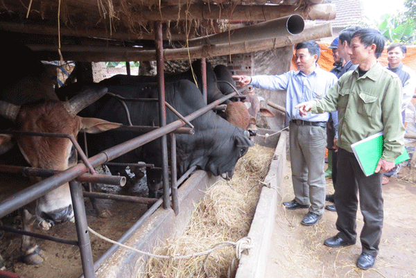 Vay vốn ưu đãi, gia đình anh Phan Quang Hồng ở xã Hồng Đà, huyện Tam Nông (Phú Thọ) đầu tư vào việc chăn nuôi gia súc, nay đã thoát nghèo