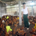 Đồng vốn ưu đãi đã trợ lực giúp nhiều hộ nghèo ở Yên Thế có vốn đầu tư chăn nuôi gà đặc sản, mang lại hiệu quả kinh tế cao