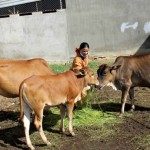 Chị Nguyễn Thị Thanh cùng đàn bò được đầu tư từ vốn vay ưu đãi
