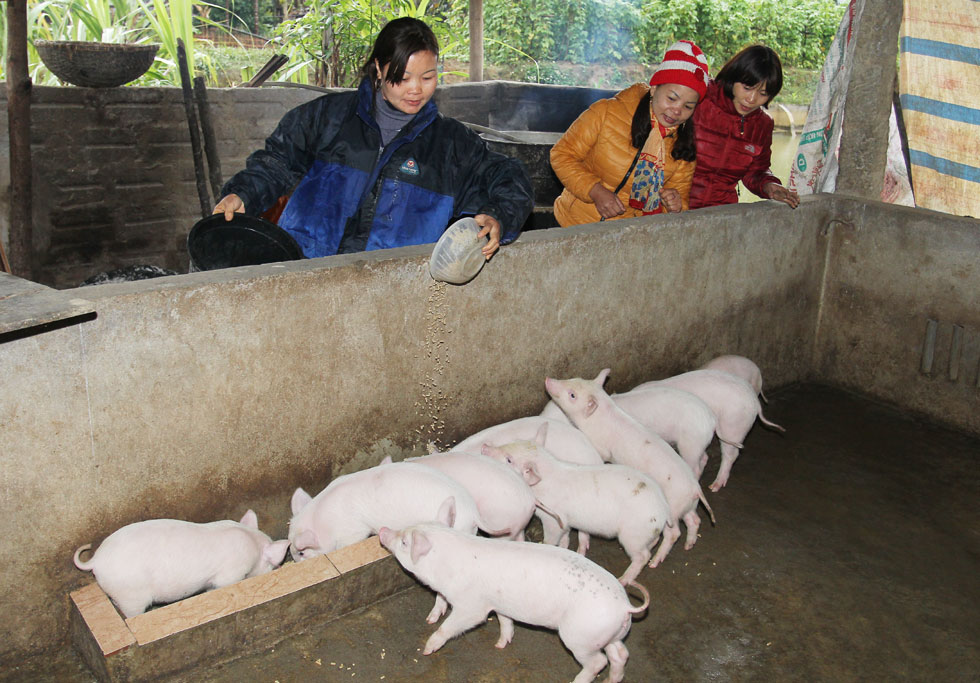 Chị Nguyễn Thị Tuyền khởi đầu với 30 triệu đồng vốn ưu đãi đã đầu tư mua máy xay xát, nuôi lợn mở ra cơ hội thoát nghèo, vươn lên làm giàu