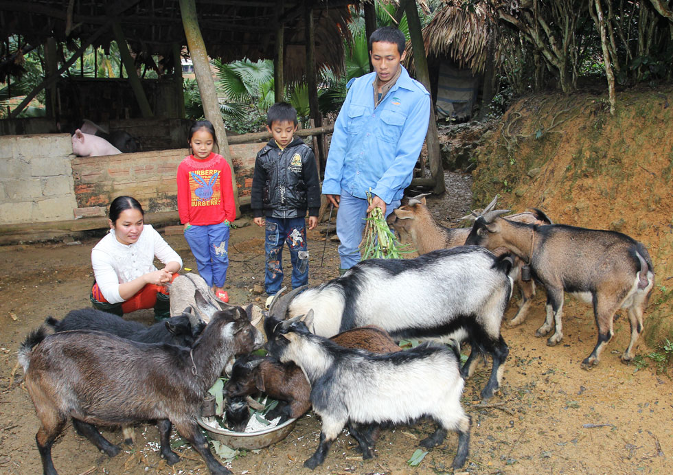 Đến với xã Tân Hưng, huyện Yên Bình có gia đình anh Lê Hữu Thức được vay 30 triệu đồng chương trình hộ nghèo đã đầu tư nuôi dê, trồng rừng nay đã thoát nghèo, ổn định cuộc sống