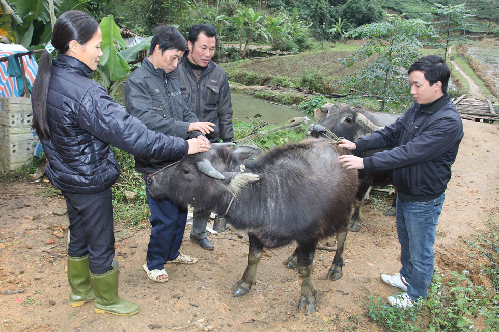 Cùng địa chỉ với gia đình anh Thức, có vốn ưu đãi gia đình anh Nguyễn Duy Kiên đã phát triển nuôi trâu sinh sản nay đã thoát nghèo. Tất cả được bắt đầu từ 30 triệu đồng vốn chính sách