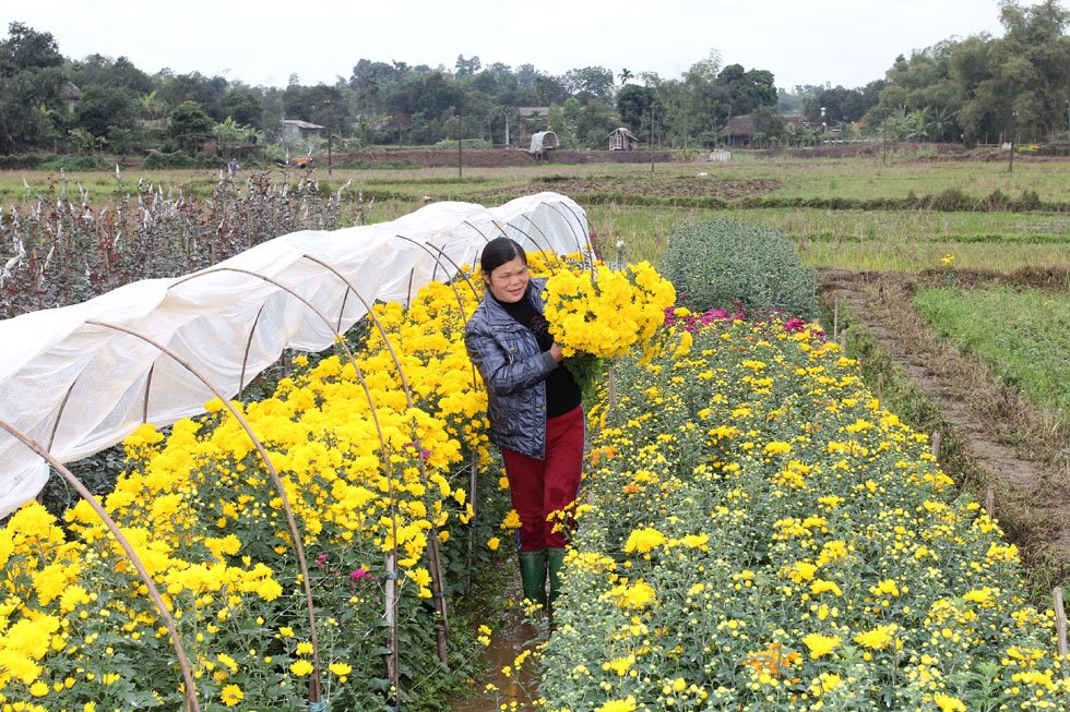 Được vay vốn 30 triệu đồng từ chương trình hộ cận nghèo, gia đình chị Đỗ Thị Bùi ở thành phố Yên Bái đã đầu tư trồng hoa chuẩn cho dịp Tết Nguyên đán 2015