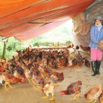Gia đình ông Ngô Hồng Hải ở thôn 6, xã Văn Lãng, huyện Yên Bình, tỉnh Yên Bái phát triển đàn gà hơn 1.500 con từ nguồn vốn vay NHCSXH