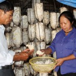 Gia đình chị Đào Thị Thiện ở xã Quang Tiến, huyện Sóc Sơn mạnh dạn vay vốn ưu đãi trồng nấm rơm