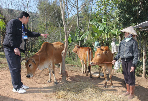 Đồng bào dân tộc vùng núi cao Chiềng Sơn vay vốn ưu đãi nuôi bò