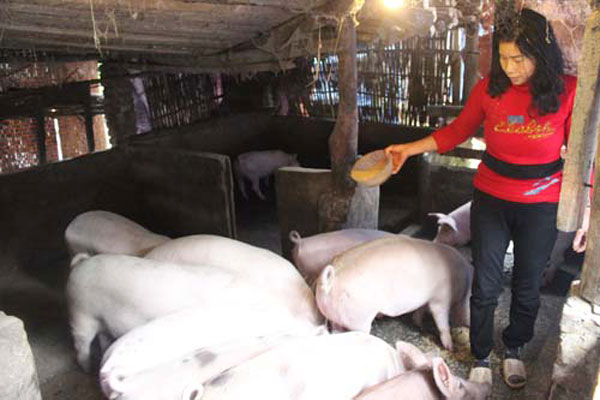 Nhờ vay vốn ưu đãi, gia đình chị Phương, xã Gia Phú, huyện Bảo Thắng đã xây dựng thành công mô hình chăn nuôi lợn
