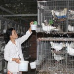 Mô hình nuôi bồ câu của gia đình anh Lê Hoài Thanh, xã Long Nguyên, huyện Bàu Bàng đã mang lại cơ hội thoát nghèo