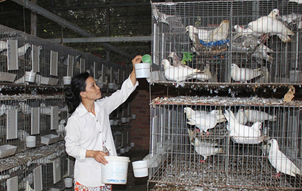 Mô hình nuôi bồ câu của gia đình anh Lê Hoài Thanh, xã Long Nguyên, huyện Bàu Bàng đã mang lại cơ hội thoát nghèo