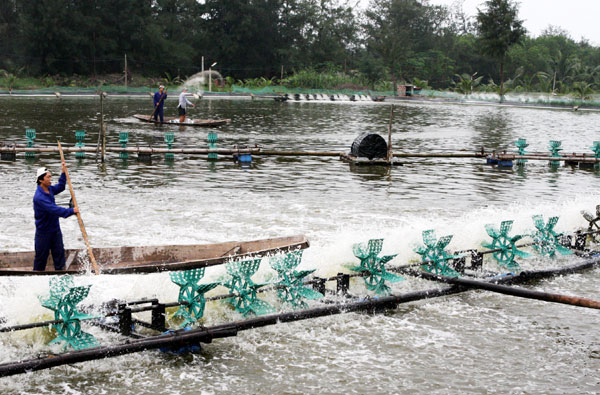 Nông dân nghèo Quảng Bình vay vốn chính sách mở rộng diện tích nuôi trồng thủy hải sản