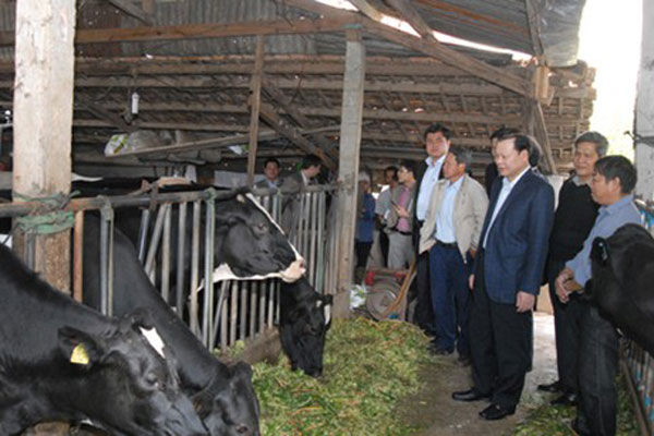 Phó Thủ tướng Vũ Văn Ninh thăm hộ nuôi bò sữa của ông Bùi Đăng Sơn ở  Đơn Dương (Lâm Đồng). Với lợi nhuận 40 triệu đồng/tháng, gia đình ông Sơn đã thoát nghèo