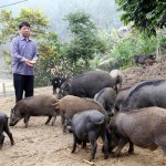Gia đình anh Chu Quang Phúc vay vốn nuôi lợn rừng, phục vụ dịp Tết Nguyên đán Ất Mùi 2015