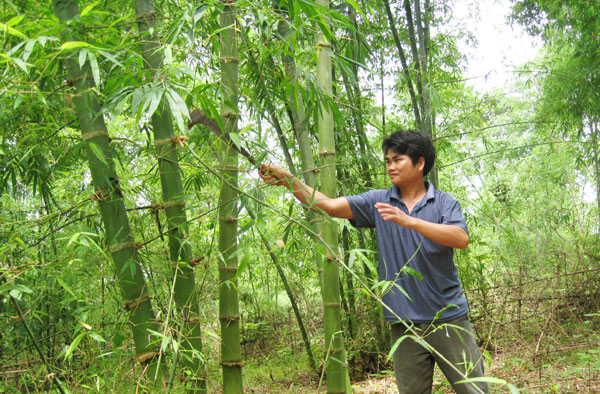 Anh Trương Văn Thảo đầu tư vốn vay vào trồng rừng luồng