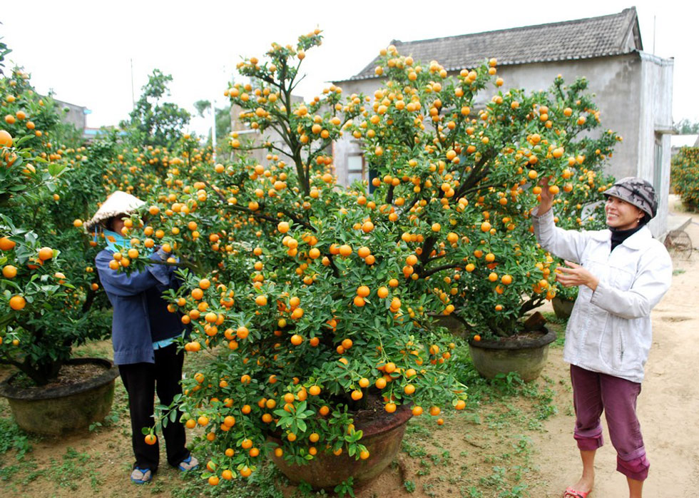 Người dân trồng quất chuẩn bị bán dịp Tết ở thôn Bầu Ốc Thượng, xã Cẩm Hà, TP. Hội An (Quảng Nam)