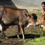 Chị Nguyễn Thị Thanh ở thôn Bình Tiến, xã Phan Hiệp được vay vốn ưu đãi để chăn nuôi bò, nay đã thoát nghèo