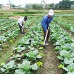 Nhờ được vay vốn, nhiều hội viên phụ nữ xã Mường Than, huyện Than Uyên đã chuyển đổi cơ cấy cây trồng theo hướng sản xuất hàng hóa