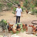 Thông qua Hội Nông dân, năm 2012 gia đình anh Nguyễn Mạnh Đức ở phường Phố Mới, thành phố Lào Cai vay 20 triệu đồng nguồn vốn ưu đãi làm kinh tế trang trại VACR. Dự kiến, Tết Nguyên đán này gia đình anh có khoảng hơn 500 con gà xuất bán Ảnh: Thùy Trang