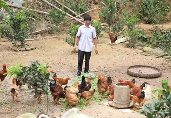 Thông qua Hội Nông dân, năm 2012 gia đình anh Nguyễn Mạnh Đức ở phường Phố Mới, thành phố Lào Cai vay 20 triệu đồng nguồn vốn ưu đãi làm kinh tế trang trại VACR. Dự kiến, Tết Nguyên đán này gia đình anh có khoảng hơn 500 con gà xuất bán Ảnh: Thùy Trang
