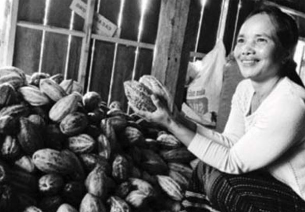 Chị Hbim phân loại trái ca cao vừa thu mua