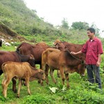 Ông Vàng Văn Mươn đang chăm sóc đàn bò của gia đình