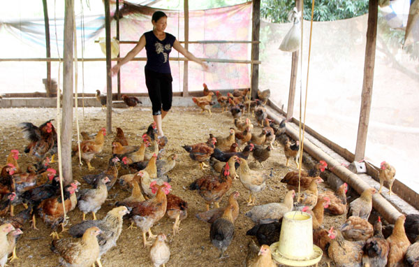 Gia đình anh Nguyễn Văn Đô vay vốn đầu tư chăn nuôi gà Ảnh: TTXVN
