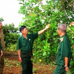Các hội viên CCB ở huyện Chơn Thành cùng nhau trao đổi kinh nghiệm chăm sóc cây trồng