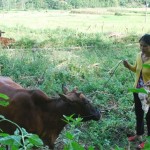 Với 30 triệu đồng vay từ chương trình tín dụng hộ cận nghèo để nuôi bò, nay gia đình chị Phạm Thị Quý đã thoát nghèo