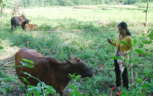 Với 30 triệu đồng vay từ chương trình tín dụng hộ cận nghèo để nuôi bò, nay gia đình chị Phạm Thị Quý đã thoát nghèo