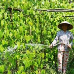 Chị Mai Thị Loan - Chủ nhiệm Câu lạc bộ trồng trầu ấp 7 đang tưới những gốc trầu xanh tốt của mình
