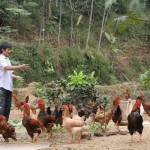 Hộ nông dân Nguyễn Mạnh Đức ở phường Phố Mới, thành phố Lào Cai vay 20 triệu đồng từ chương trình giải quyết việc làm của NHCSXH làm kinh tế trang trại chăn nuôi