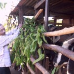 Từ nguồn vốn ưu đãi đầu tư vào chăn nuôi dê, bò, gia đình ông Đinh Văn Phu đã thoát nghèo bền vững