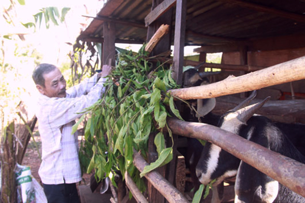 Từ nguồn vốn ưu đãi đầu tư vào chăn nuôi dê, bò, gia đình ông Đinh Văn Phu đã thoát nghèo bền vững