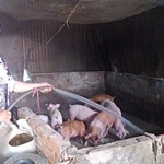 Chị Nguyễn Thị Hoa đang chăm sóc đàn lợn
