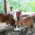 Từ nguồn vốn chính sách, nhiều hộ nghèo ở huyện biên giới Kỳ Sơn đầu tư nuôi bò sinh sản đạt hiệu quả