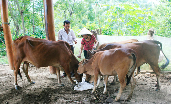 Từ nguồn vốn chính sách, nhiều hộ nghèo ở huyện biên giới Kỳ Sơn đầu tư nuôi bò sinh sản đạt hiệu quả
