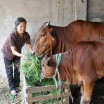 Đàn bò của bà Phạm Thị Chay được đầu tư từ vốn vay ưu đãi