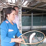 Mỗi năm gia đình chị Ly có khoản thu hơn 200 triệu đồng từ nuôi cá