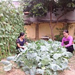 Từ vốn vay của NHCSXH, hội viên phụ nữ xã Mai Hạ, huyện Mai Châu (Hòa Bình) tập trung phát triển kinh tế gia đình, ổn định cuộc sống